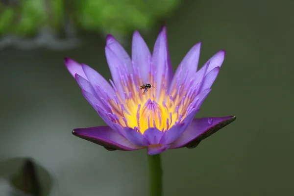 Water lily violet — Stock Photo, Image
