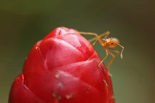 Formiga na flor vermelha — Fotografia de Stock