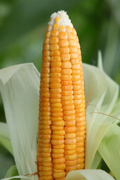 Kukuřice na stonku na poli — Stock fotografie