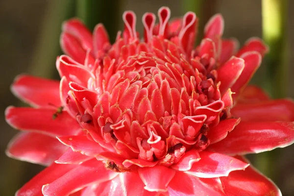 Рыжий цветок факела — стоковое фото