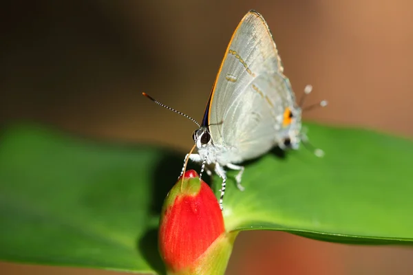Motýl těsných nahoru — Stock fotografie