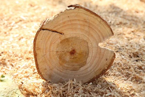 Anello crescita legno — Foto Stock