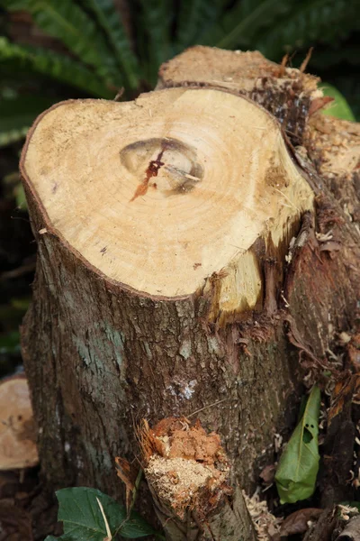 Cutting wood — Stock Photo, Image