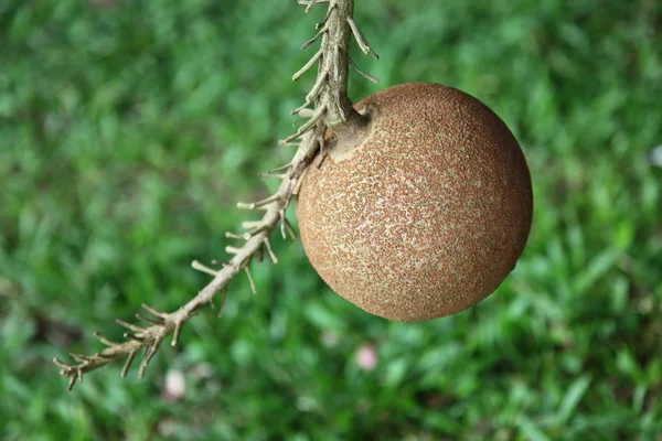 Salavan δέντρο μπάλα — Φωτογραφία Αρχείου