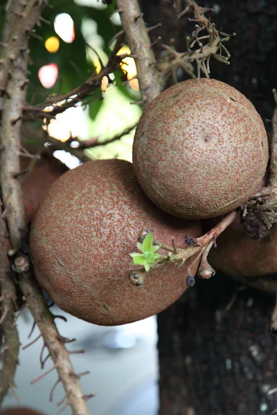 Salavan tree ball — Stock Photo, Image