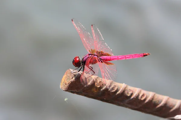 Violet dragonfly on Steel bar — Stock Photo, Image