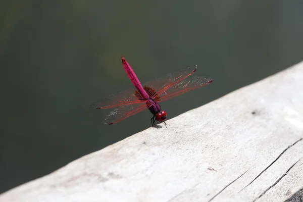 Dragonfly red — Stock Photo, Image
