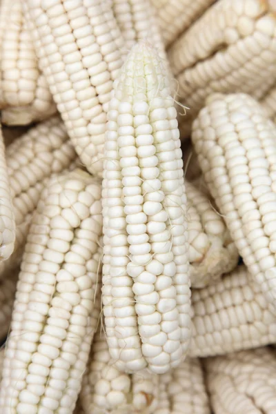 Biały kukurydziana — Zdjęcie stockowe
