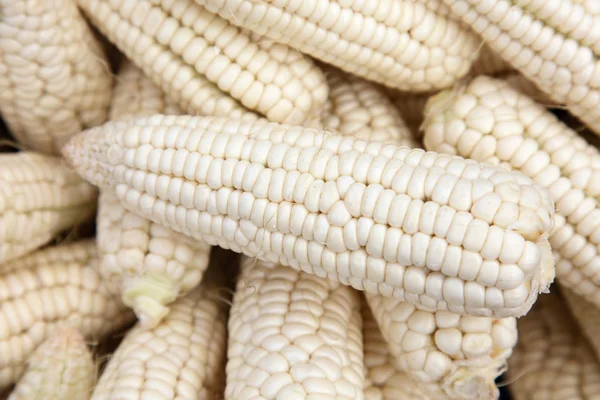 White corn — Stock Photo, Image