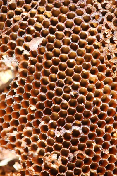 Färsk honung i kam Royaltyfria Stockfoton