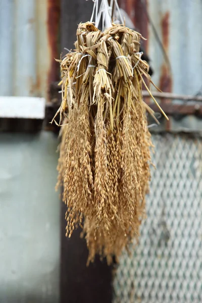Hanging rice for bird — Stock Photo, Image