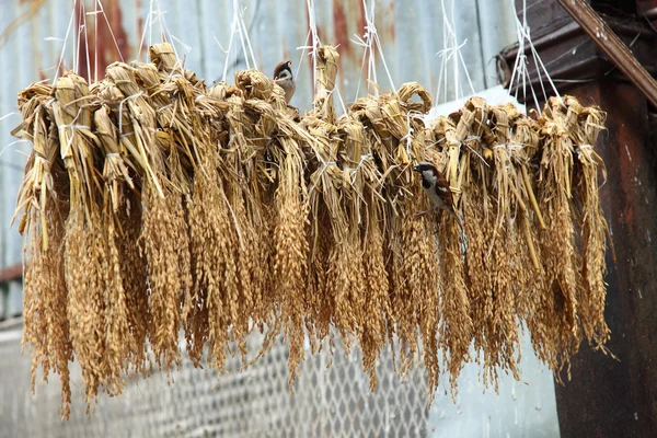 Hanging rice for bird — Stock Photo, Image