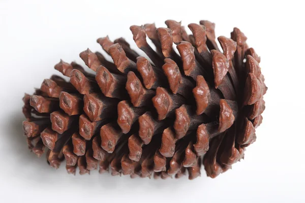 Pinecone . — Stock Photo, Image