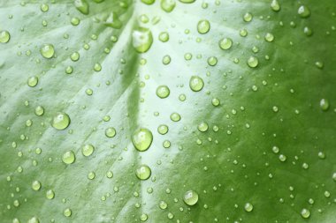 Su damlaları ile güzel yeşil yaprak