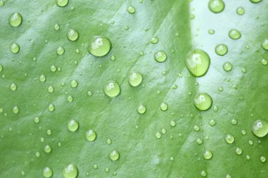 Su damlaları ile güzel yeşil yaprak