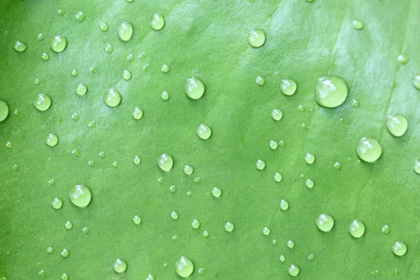 Bela folha verde com gotas de água — Fotografia de Stock