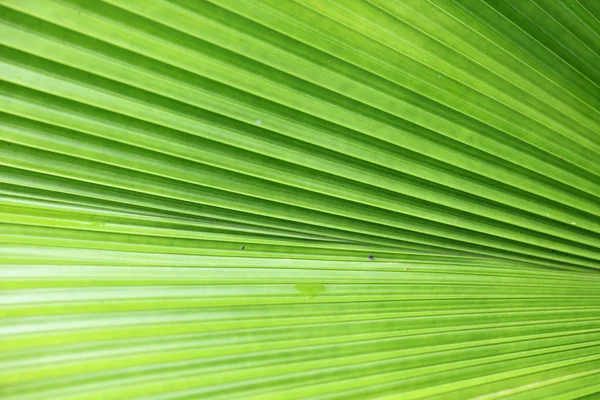Линии и текстуры листьев зеленой пальмы — стоковое фото