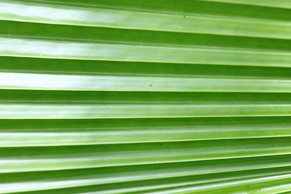 Линии и текстуры листьев зеленой пальмы — стоковое фото