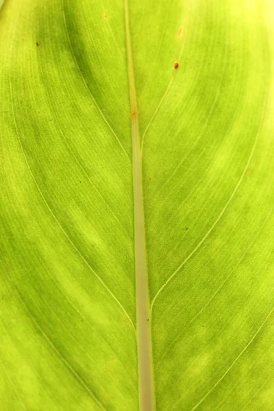 Leaves, close-up — Stock Photo, Image