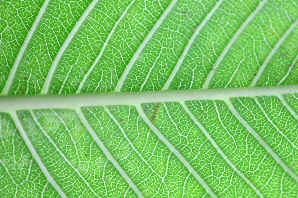 Поверхность листа дерева — стоковое фото