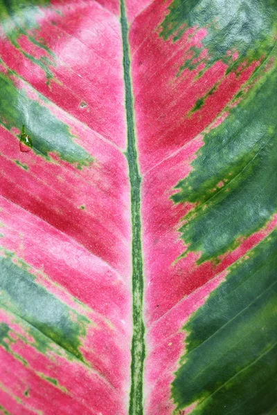 Текстуры листьев в свежих цветах — стоковое фото