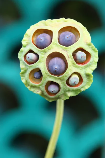 Lotus seeds — Stock Photo, Image