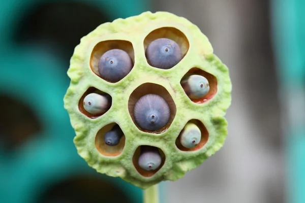 Lotus seeds — Stock Photo, Image