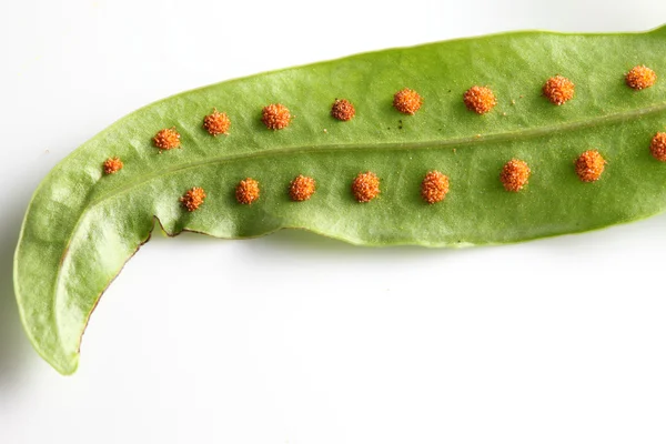 Fern spores — Stock Photo, Image