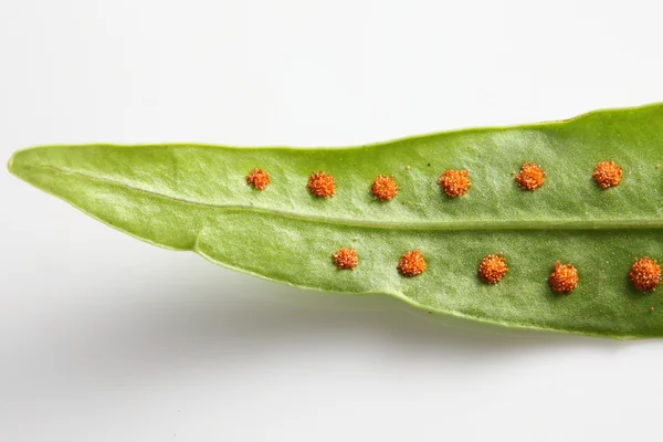 Fern spores — Stock Photo, Image