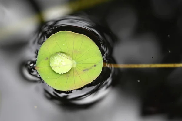 Gotas de água na folha de lótus verde — Fotografia de Stock