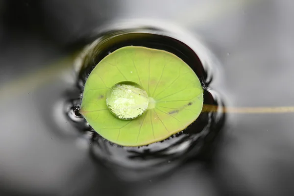 Water drops on green lotus leaf — Stock Photo, Image