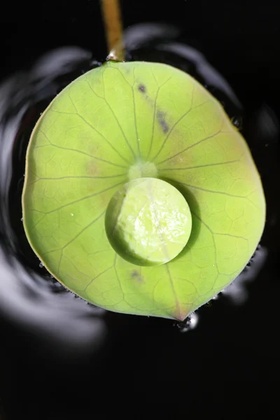 Gouttes d'eau sur la feuille de lotus vert — Photo