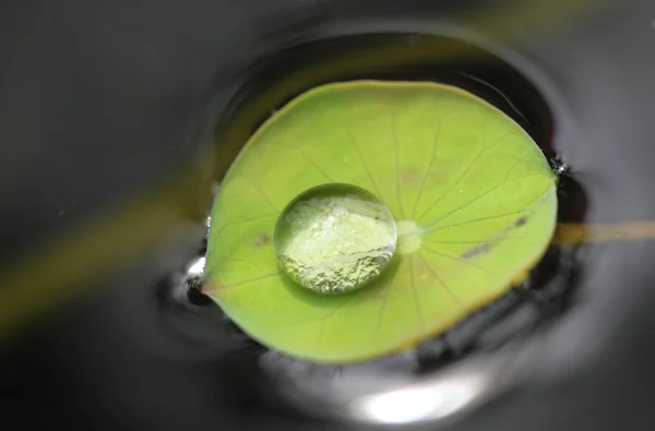 Gouttes d'eau sur la feuille de lotus vert — Photo