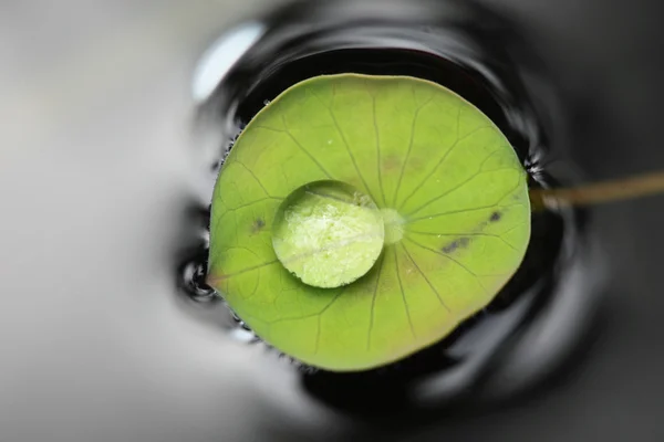 Gotas de água na folha de lótus verde — Fotografia de Stock