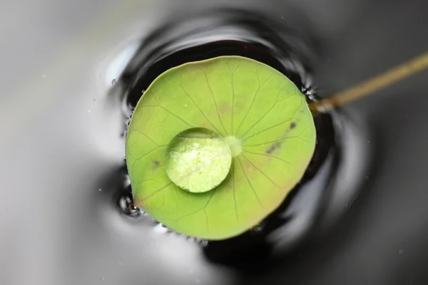 Gouttes d'eau sur la feuille de lotus vert — Photo