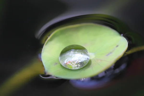 Gouttes d'eau sur la feuille de lotus vert — Photo