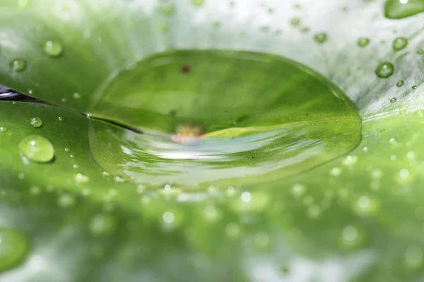 Gotas de água na folha de lótus — Fotografia de Stock