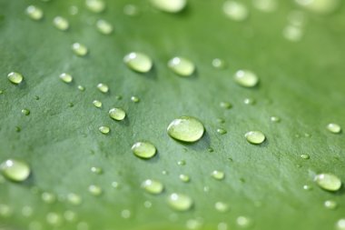 Su damlaları ile güzel yeşil yaprak