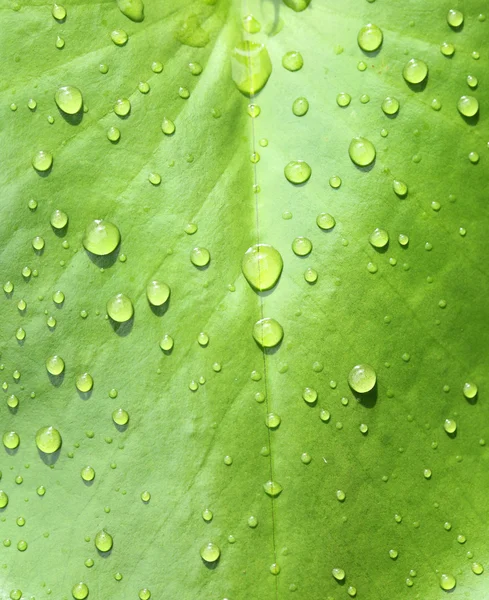 Bela folha verde com gotas de água — Fotografia de Stock