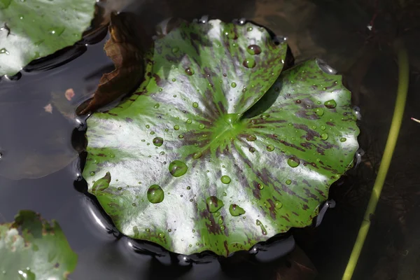 Water droplets on Lotus leaf — Stock Photo, Image