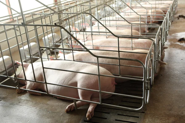 Blick ins Innere großer Zuchtschweinfarm verschwindet — Stockfoto