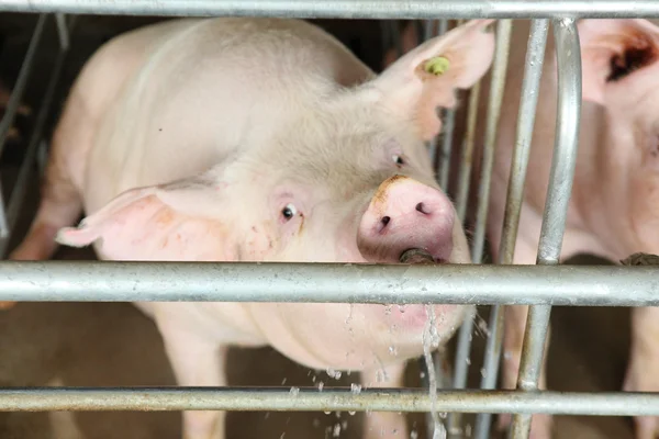 Pig drinking water — Stock Photo, Image