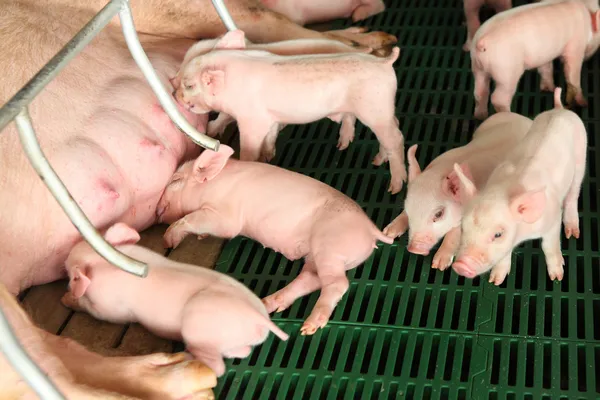 Porcos recém-nascidos alimentando-se em canil moderno Fotografia De Stock