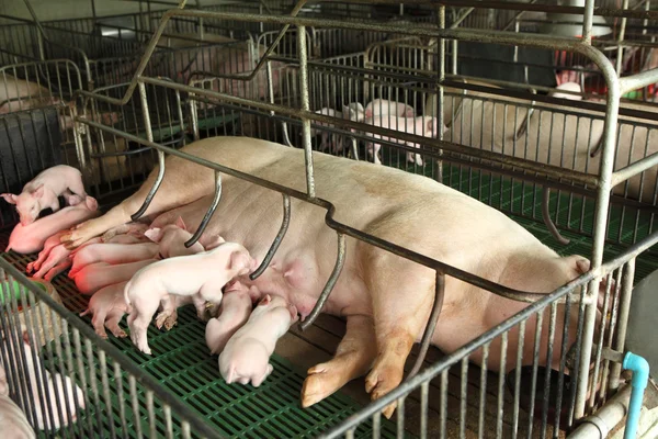 Porcos recém-nascidos alimentando-se em canil moderno Imagens Royalty-Free
