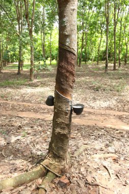 süt kauçuk ağacı ahşap bir kasenin içine akar