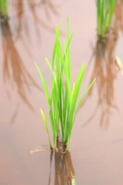 pirinç fabrikası alanı