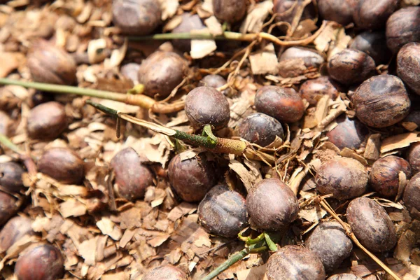 Kauçuk ağacı tohumu — Stok fotoğraf