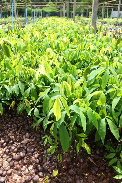 Piantagione cespuglio di ginseng — Foto Stock