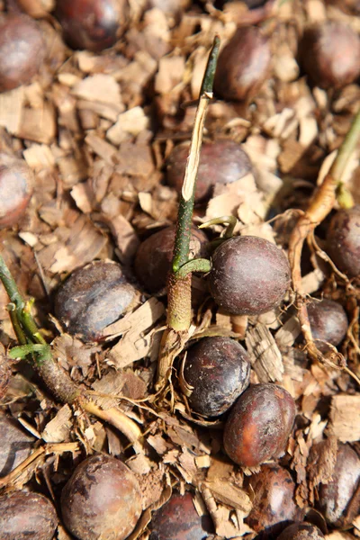 Gumovníku semena — Stock fotografie