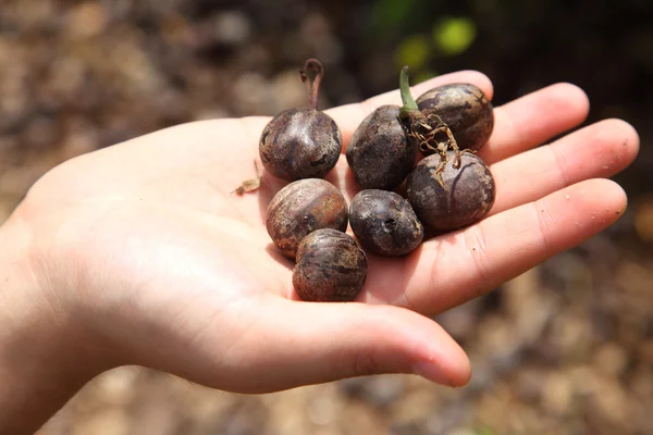 Semilla de árbol de goma en la mano — Foto de Stock